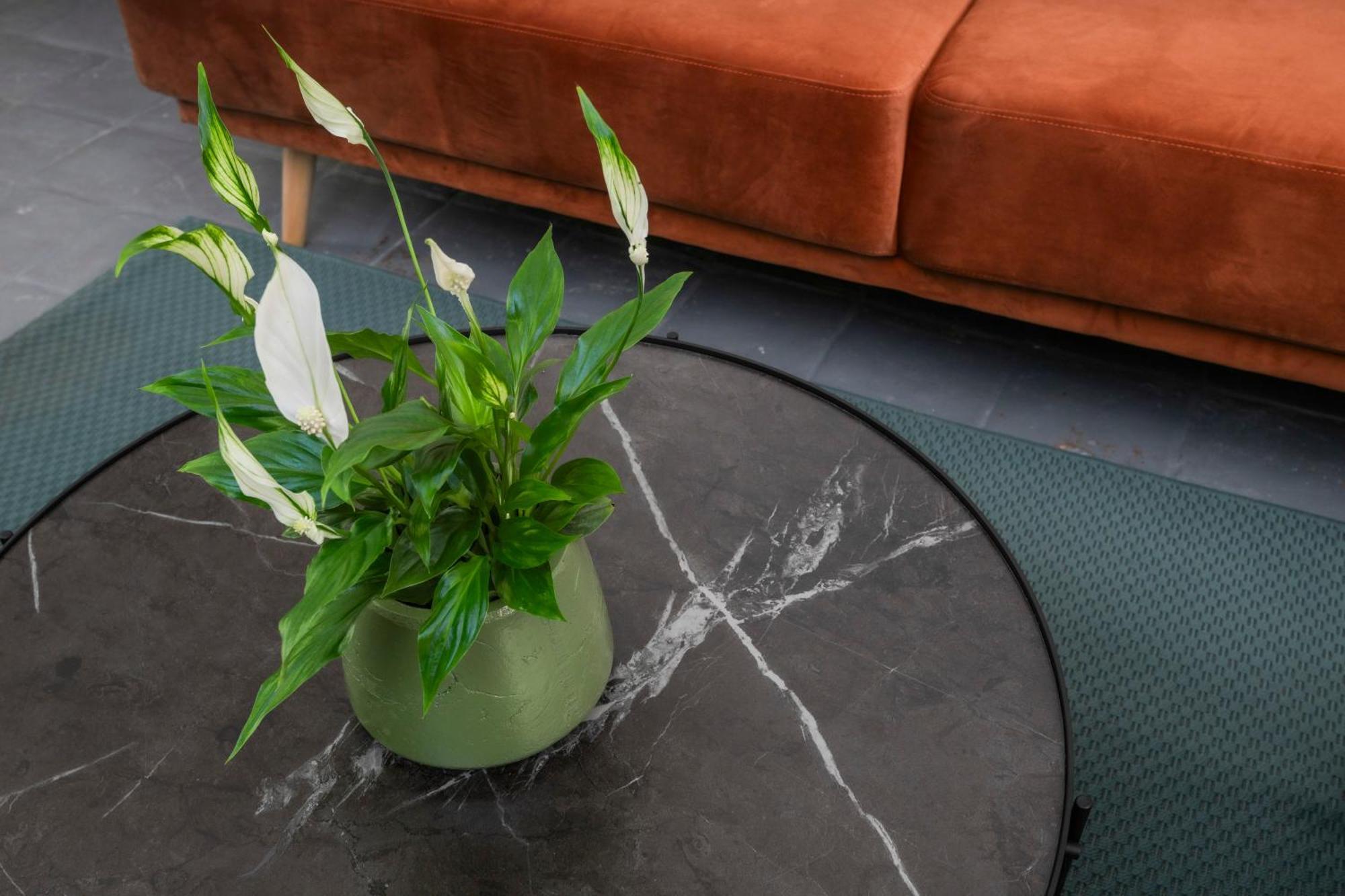 Piazza Cavour Zen Garden-zen36 Appartamento *